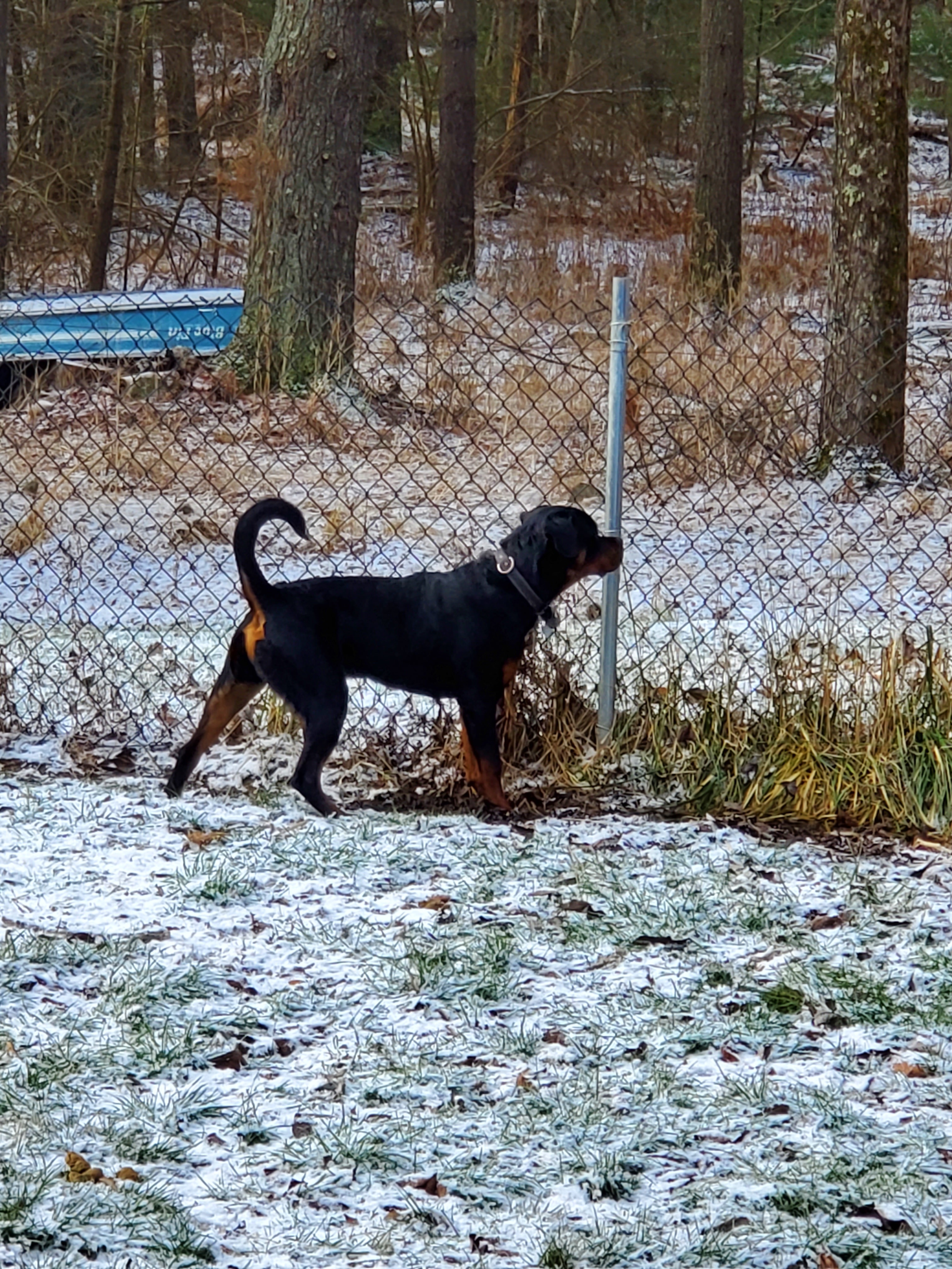 Bruno, an adoptable Rottweiler in Cuddebackville, NY, 12729 | Photo Image 1