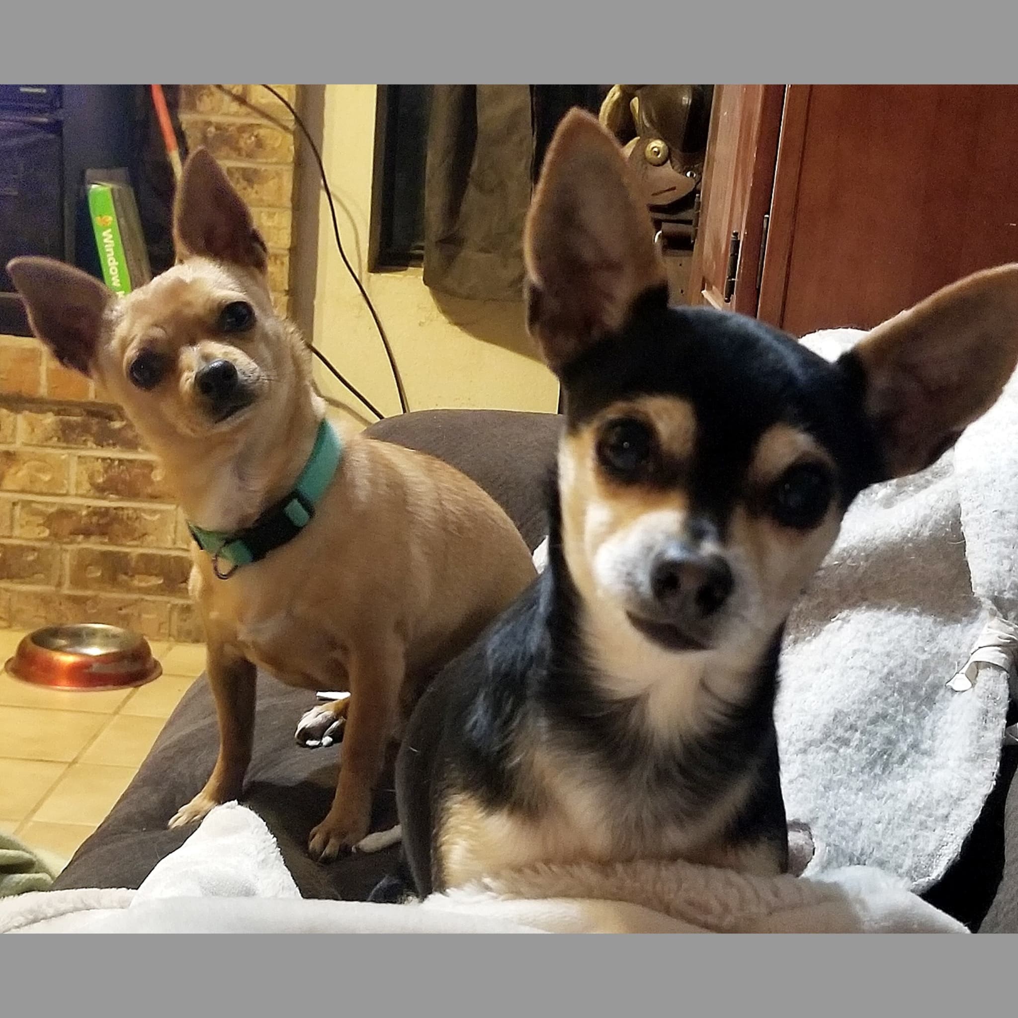 **TUG, an adoptable Chihuahua in Peralta, NM, 87042 | Photo Image 2