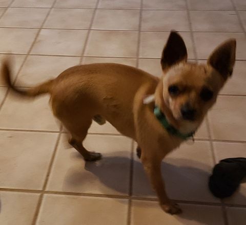 **TUG, an adoptable Chihuahua in Peralta, NM, 87042 | Photo Image 3