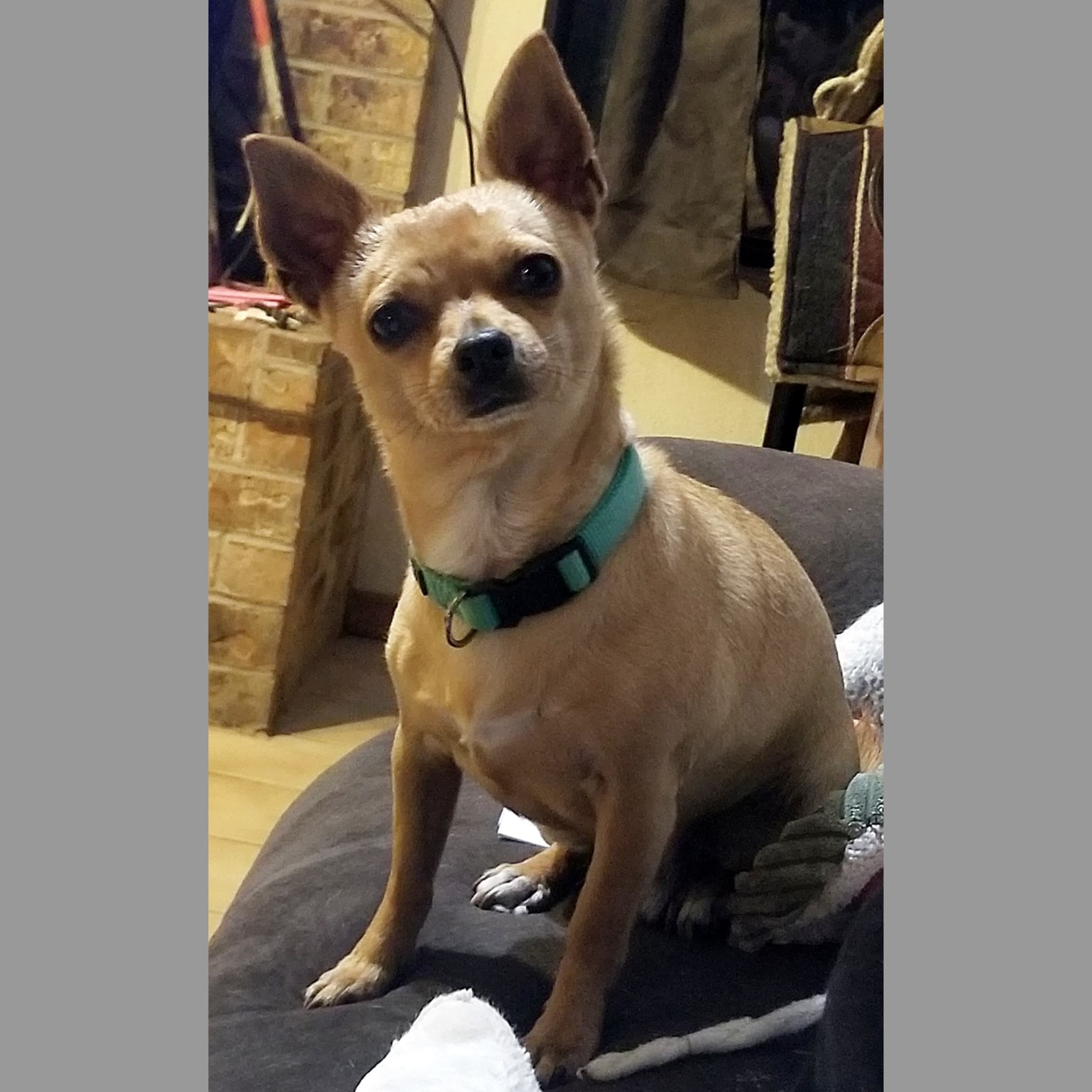 **TUG, an adoptable Chihuahua in Peralta, NM, 87042 | Photo Image 1