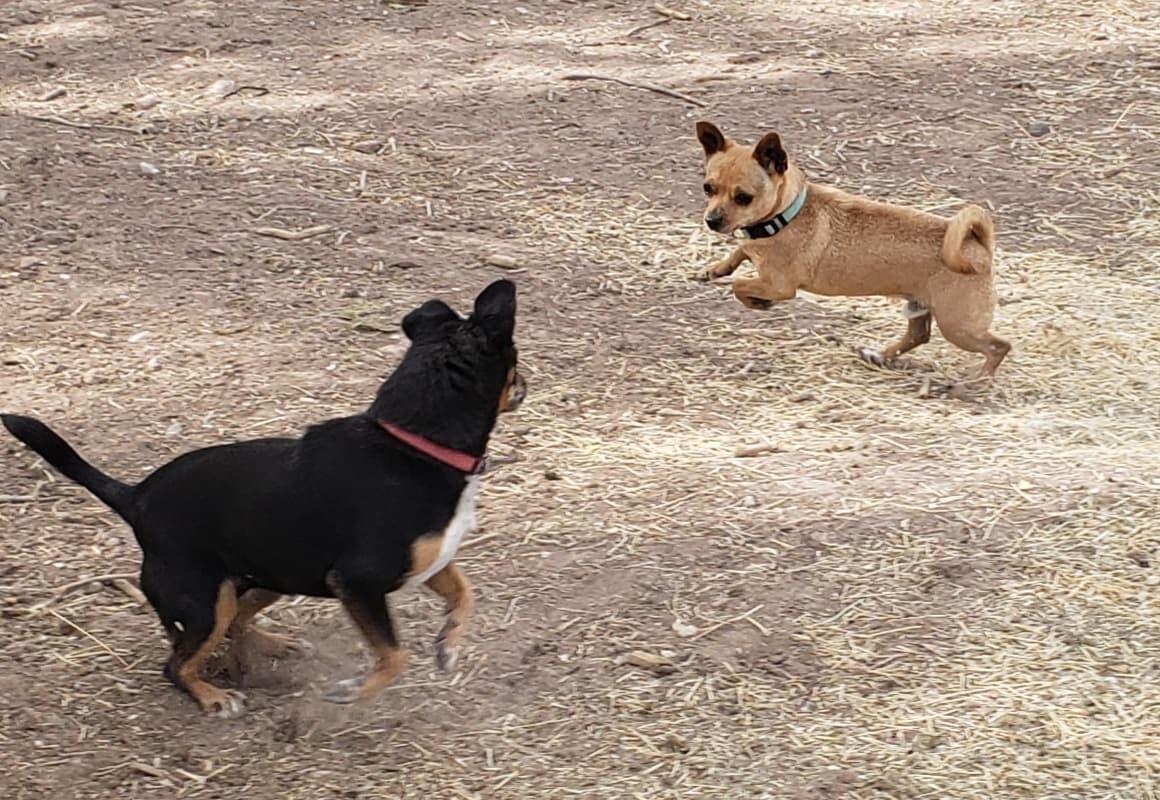 **TUG, an adoptable Chihuahua in Peralta, NM, 87042 | Photo Image 6