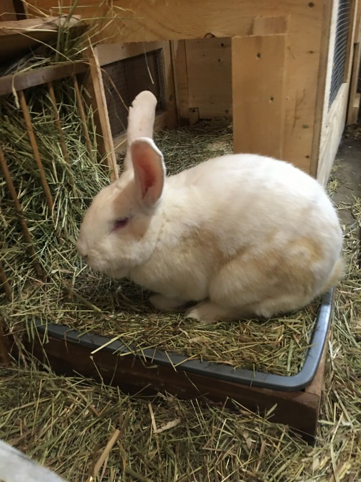 Rabbit For Adoption Winston A New Zealand In Alliston On Petfinder