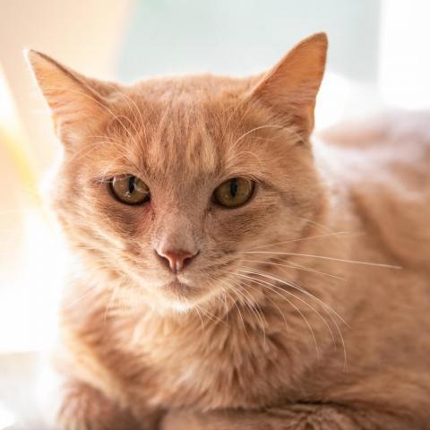 Butters, an adoptable Domestic Short Hair in Cumming, GA, 30040 | Photo Image 1