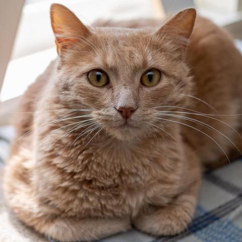 Butters, an adoptable Domestic Short Hair in Cumming, GA, 30040 | Photo Image 3