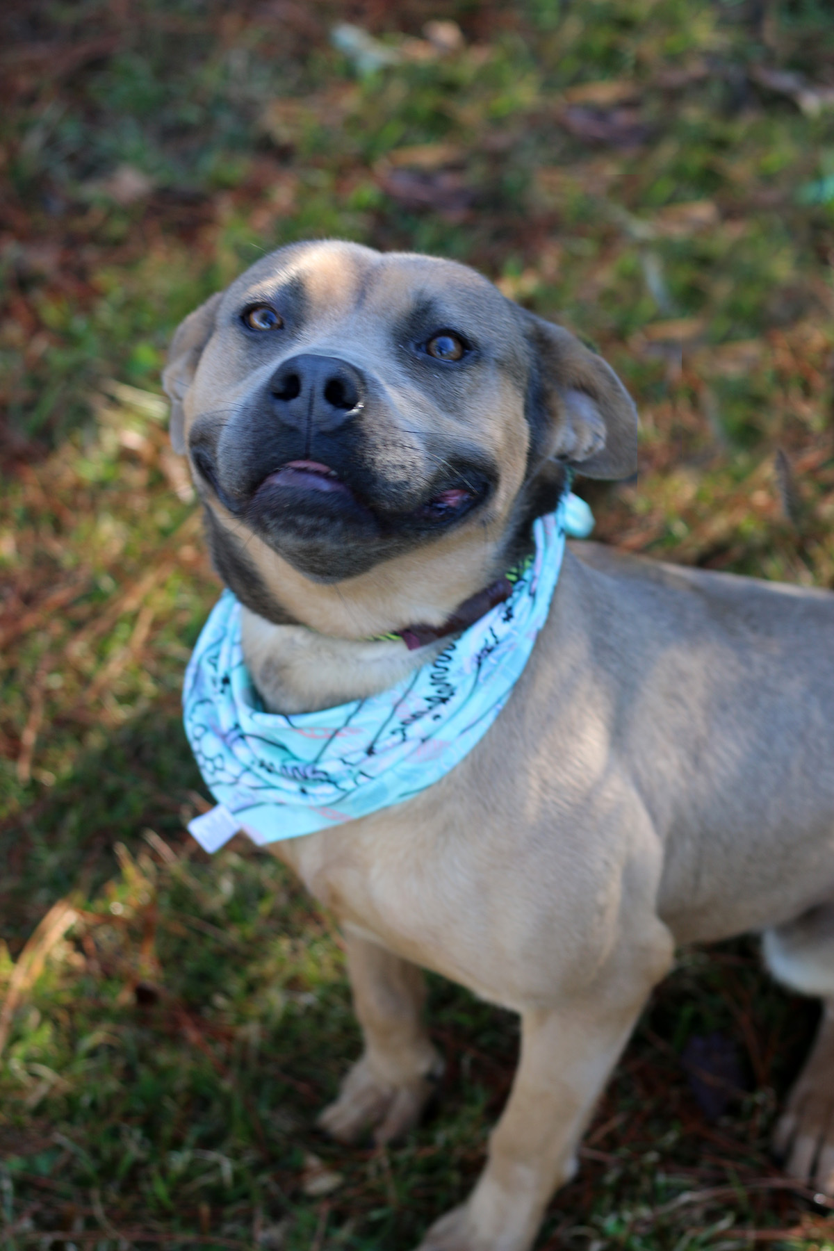 Fiji, an adoptable Boxer, American Staffordshire Terrier in Marshallville, GA, 31057 | Photo Image 1