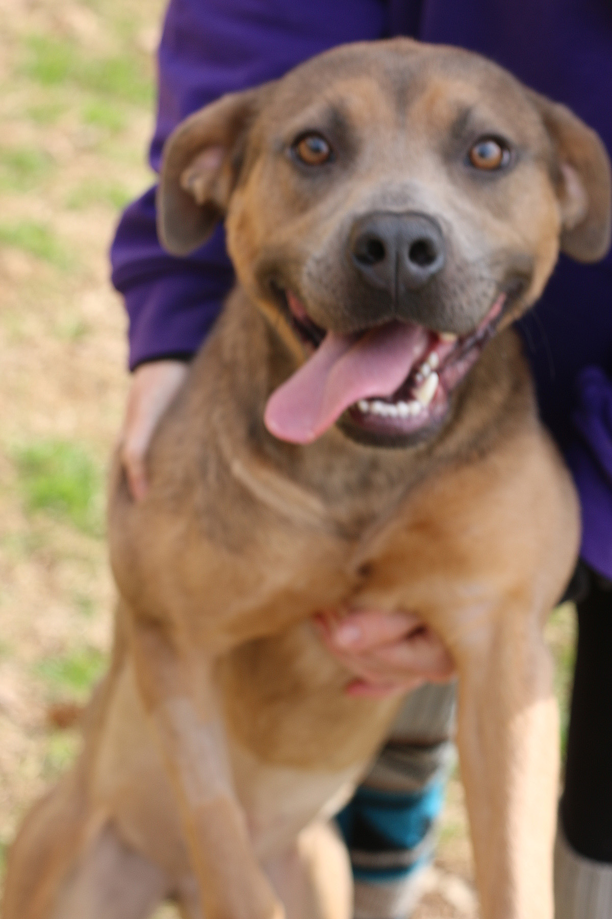 Fiji, an adoptable Boxer, American Staffordshire Terrier in Marshallville, GA, 31057 | Photo Image 2