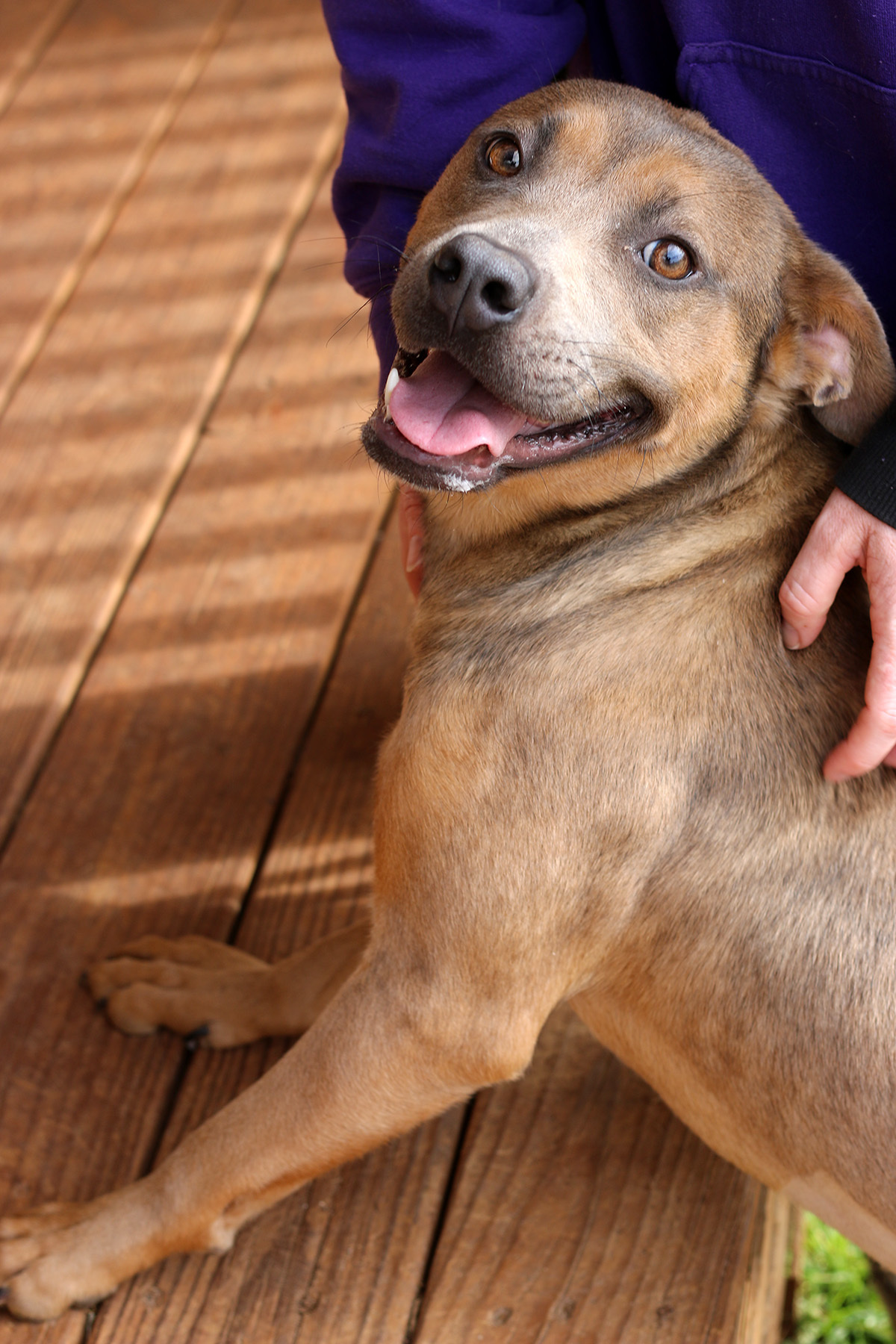 Fiji, an adoptable Boxer, American Staffordshire Terrier in Marshallville, GA, 31057 | Photo Image 3