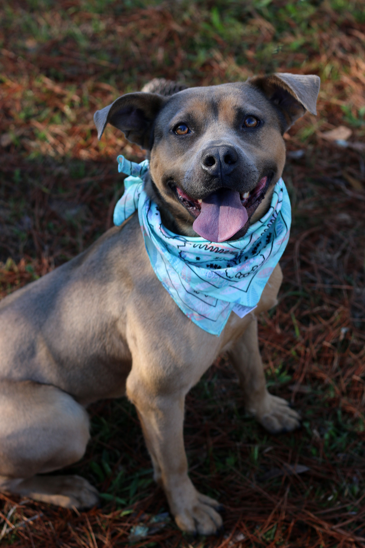 Fiji, an adoptable Boxer, American Staffordshire Terrier in Marshallville, GA, 31057 | Photo Image 4