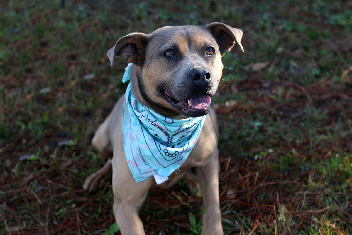 Fiji, an adoptable Boxer, American Staffordshire Terrier in Marshallville, GA, 31057 | Photo Image 5