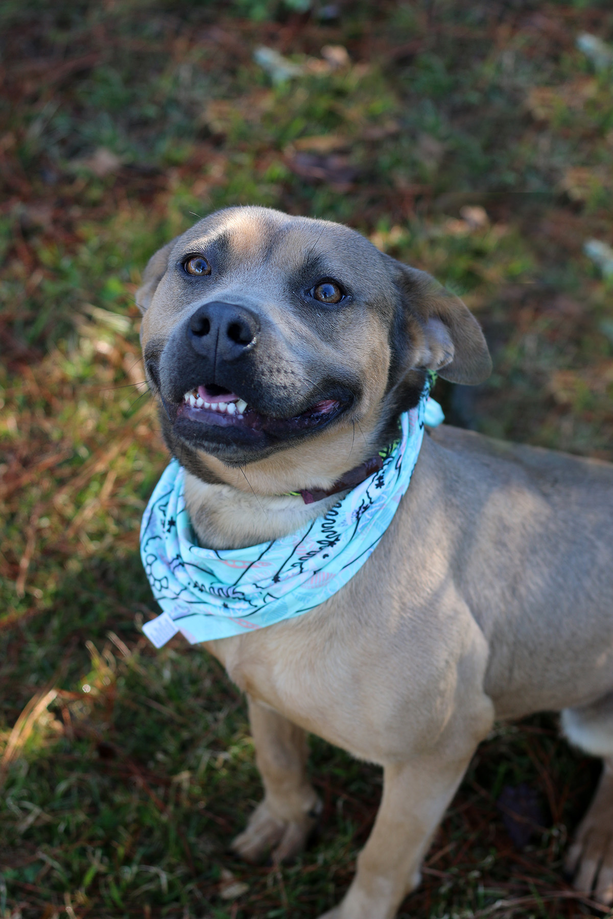 Fiji, an adoptable Boxer, American Staffordshire Terrier in Marshallville, GA, 31057 | Photo Image 6