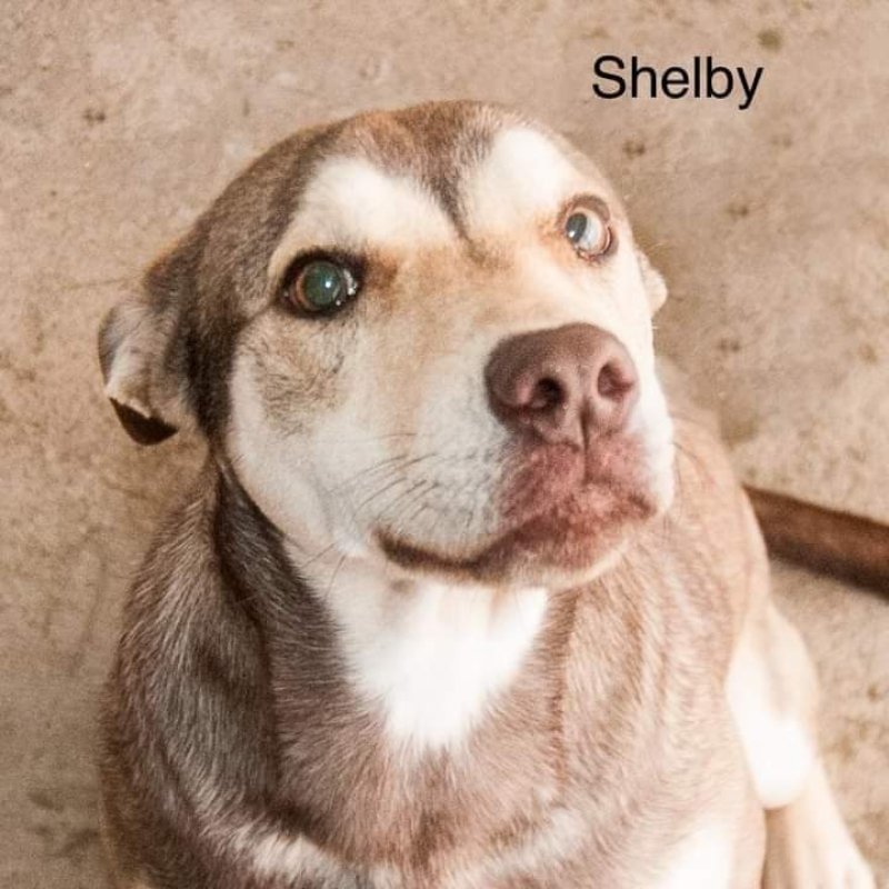 Shelby Adopt Or Foster detail page