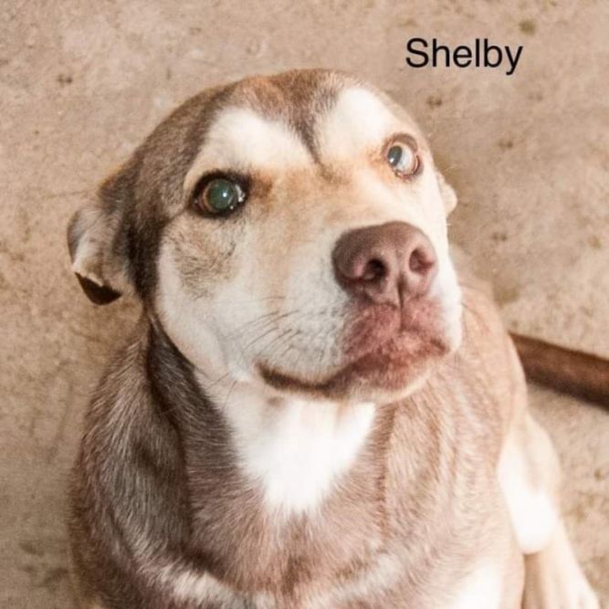 Shelby *Adopt or Foster*