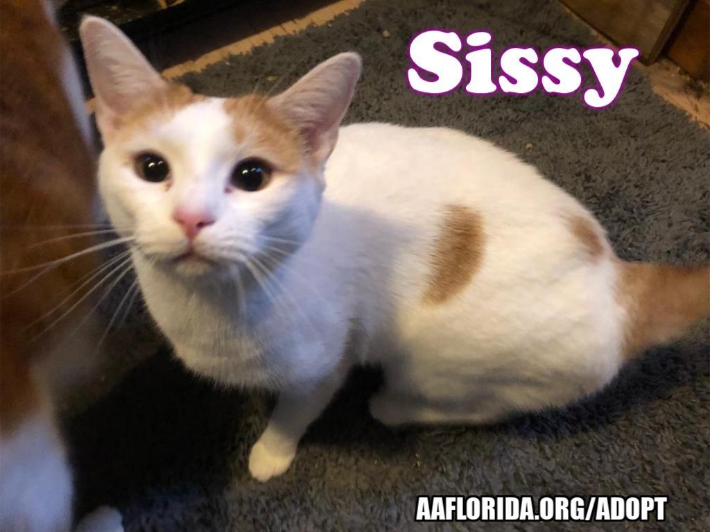 Sissy, an adoptable Domestic Short Hair in Pensacola, FL, 32534 | Photo Image 1