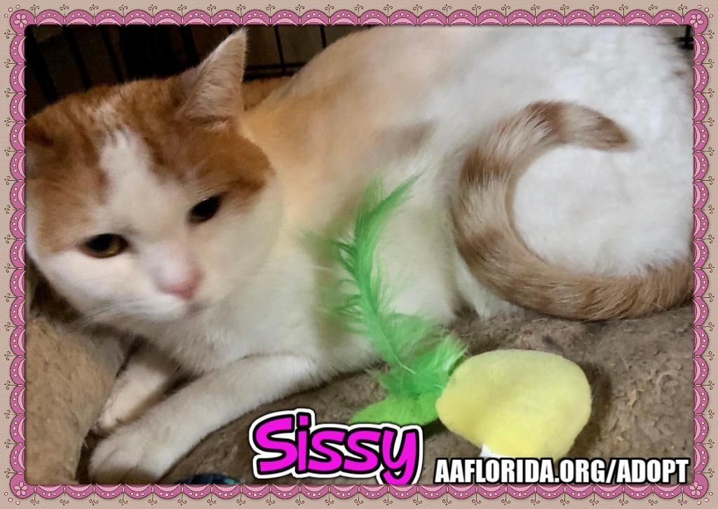 Sissy, an adoptable Domestic Short Hair in Pensacola, FL, 32534 | Photo Image 2