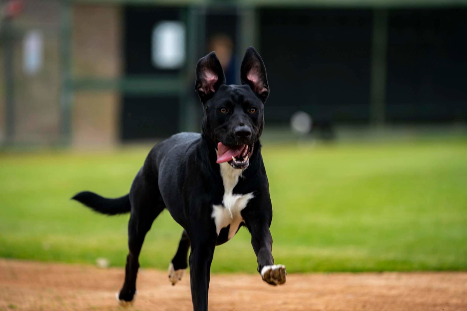 Bluebell, an adoptable German Shepherd Dog, Pit Bull Terrier in Escondido, CA, 92027 | Photo Image 1