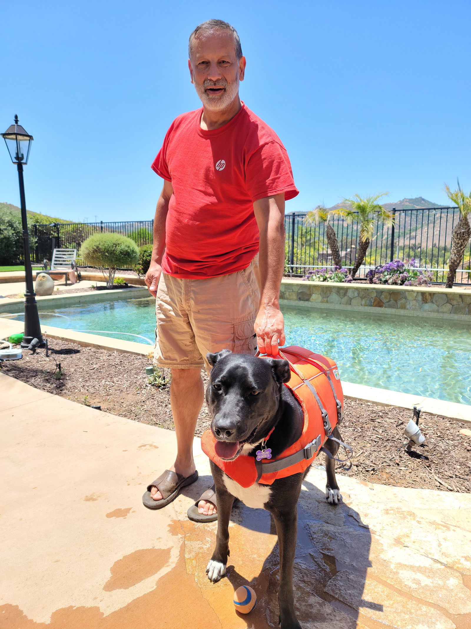 Bluebell, an adoptable German Shepherd Dog, Pit Bull Terrier in Escondido, CA, 92027 | Photo Image 3