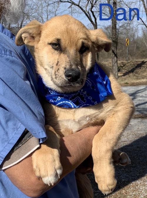 Dog For Adoption Dan Xterra A German Shepherd Dog Australian Shepherd Mix In Wakefield Ri Petfinder