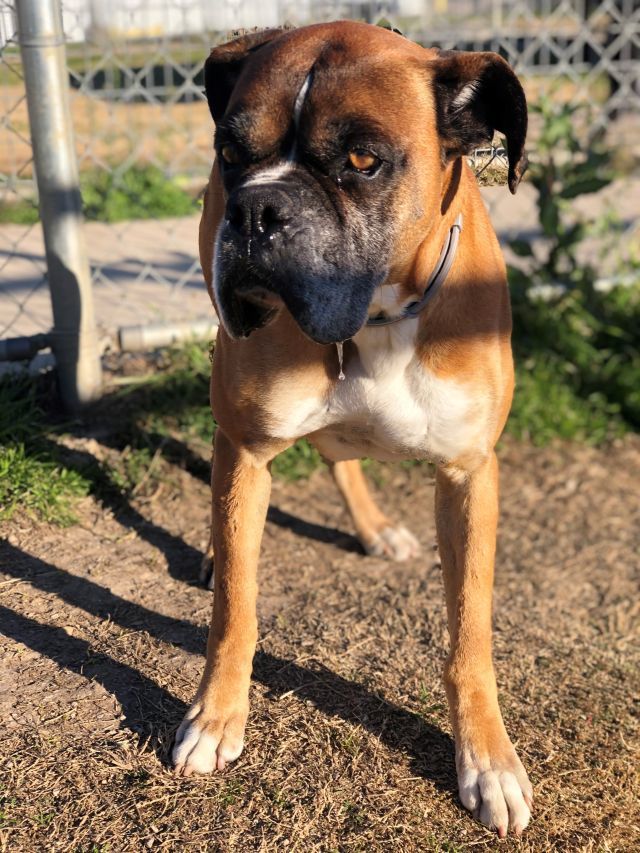 Bronson, an adoptable Boxer in Hewitt, TX, 76643 | Photo Image 2