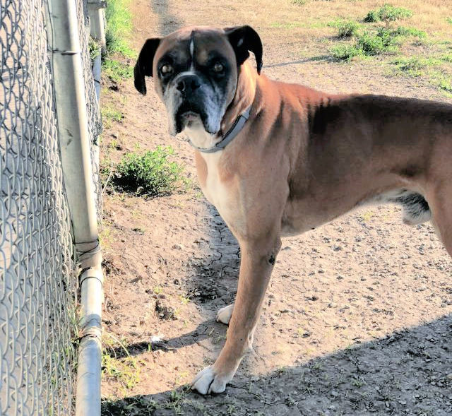 Bronson, an adoptable Boxer in Hewitt, TX, 76643 | Photo Image 3