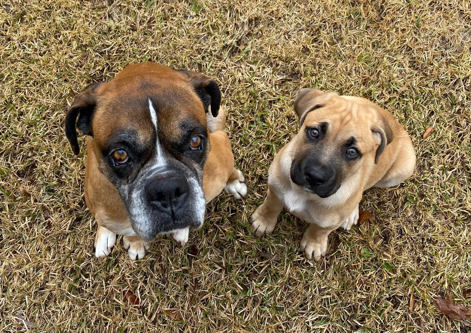 Bronson, an adoptable Boxer in Hewitt, TX, 76643 | Photo Image 4