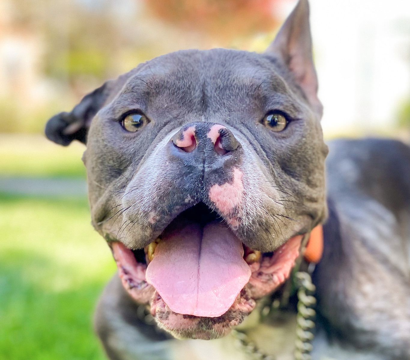 Beau, an adoptable American Bully in San Ramon, CA, 94582 | Photo Image 1