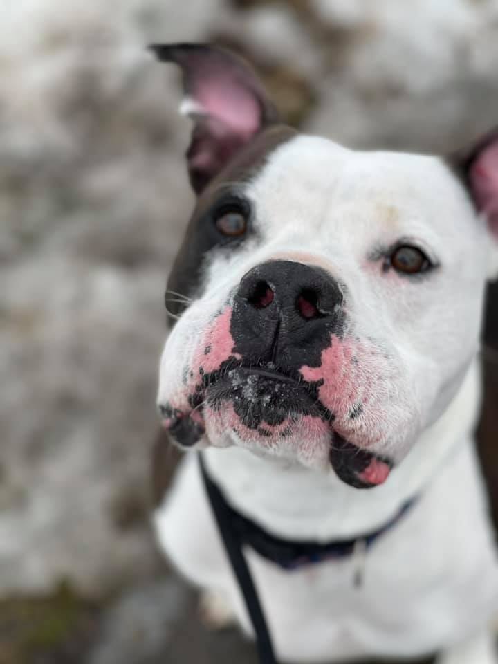 Iron Man, an adoptable Boxer Mix in Lake Odessa, MI