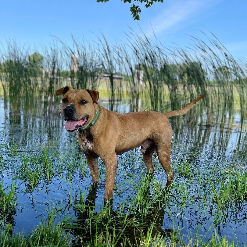 Thor, an adoptable Terrier in Lake Odessa, MI, 48849 | Photo Image 4