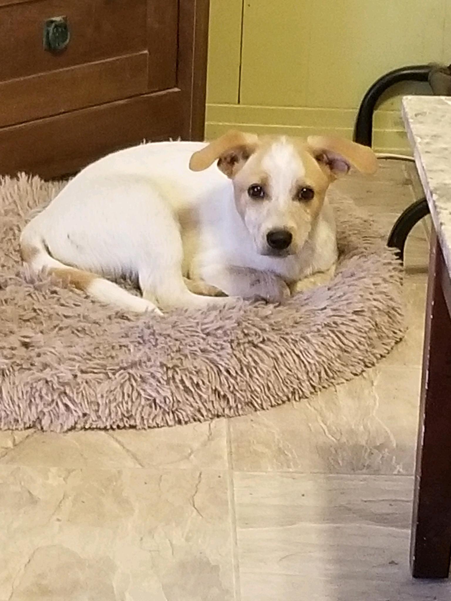 Rex NKA Copper - COME MEET!, an adoptable Australian Cattle Dog / Blue Heeler, Labrador Retriever in Medfield, MA, 02052 | Photo Image 2