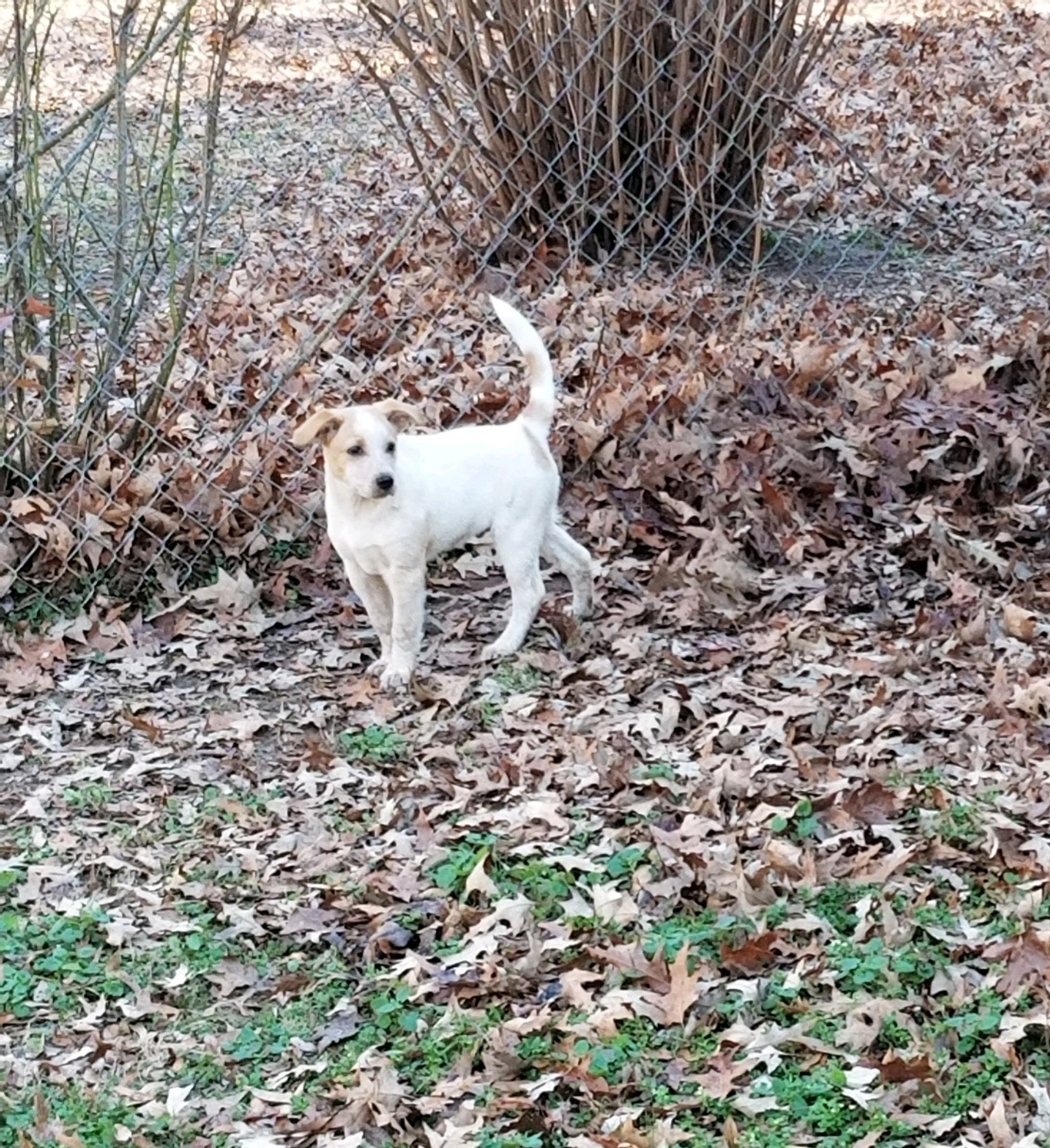 Rex NKA Copper - COME MEET!, an adoptable Australian Cattle Dog / Blue Heeler, Labrador Retriever in Medfield, MA, 02052 | Photo Image 4