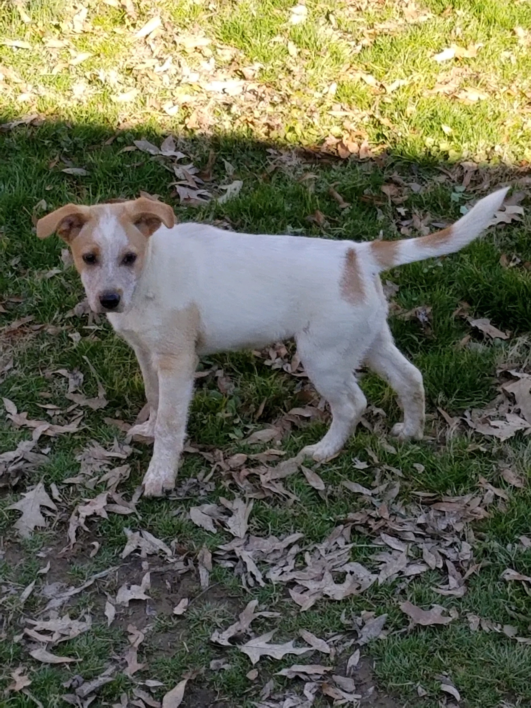 Rex NKA Copper - COME MEET!, an adoptable Australian Cattle Dog / Blue Heeler, Labrador Retriever in Medfield, MA, 02052 | Photo Image 6