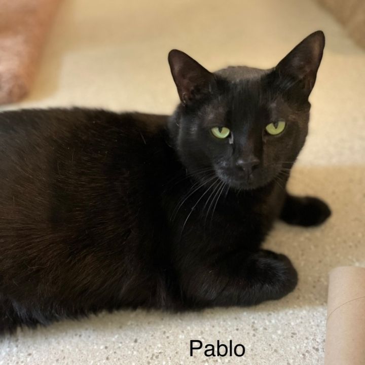 Pablo, an adoptable Domestic Short Hair in Cincinnati, OH_image-1