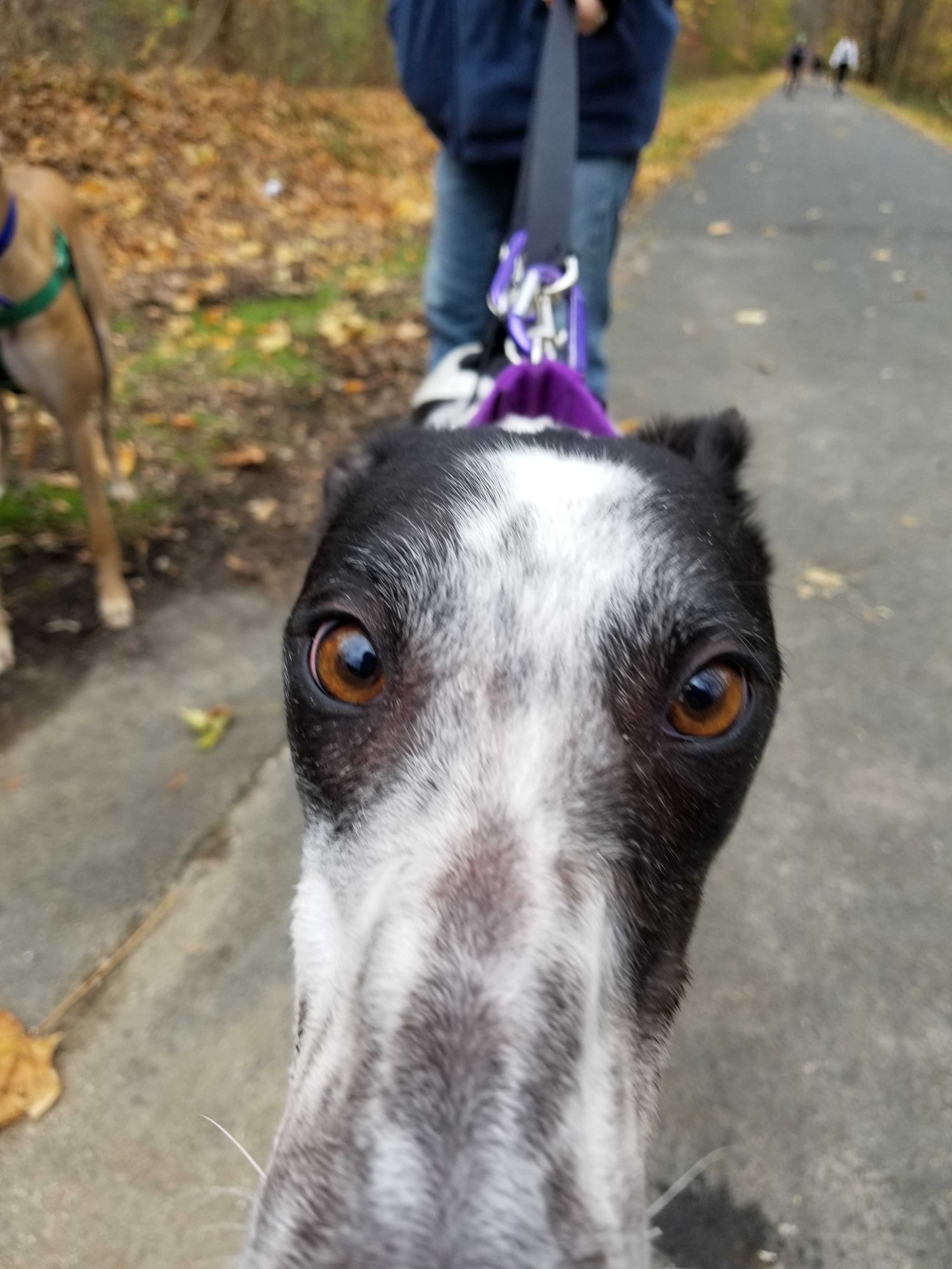 Amanda, an adoptable Greyhound in Amherst, MA, 01002 | Photo Image 1