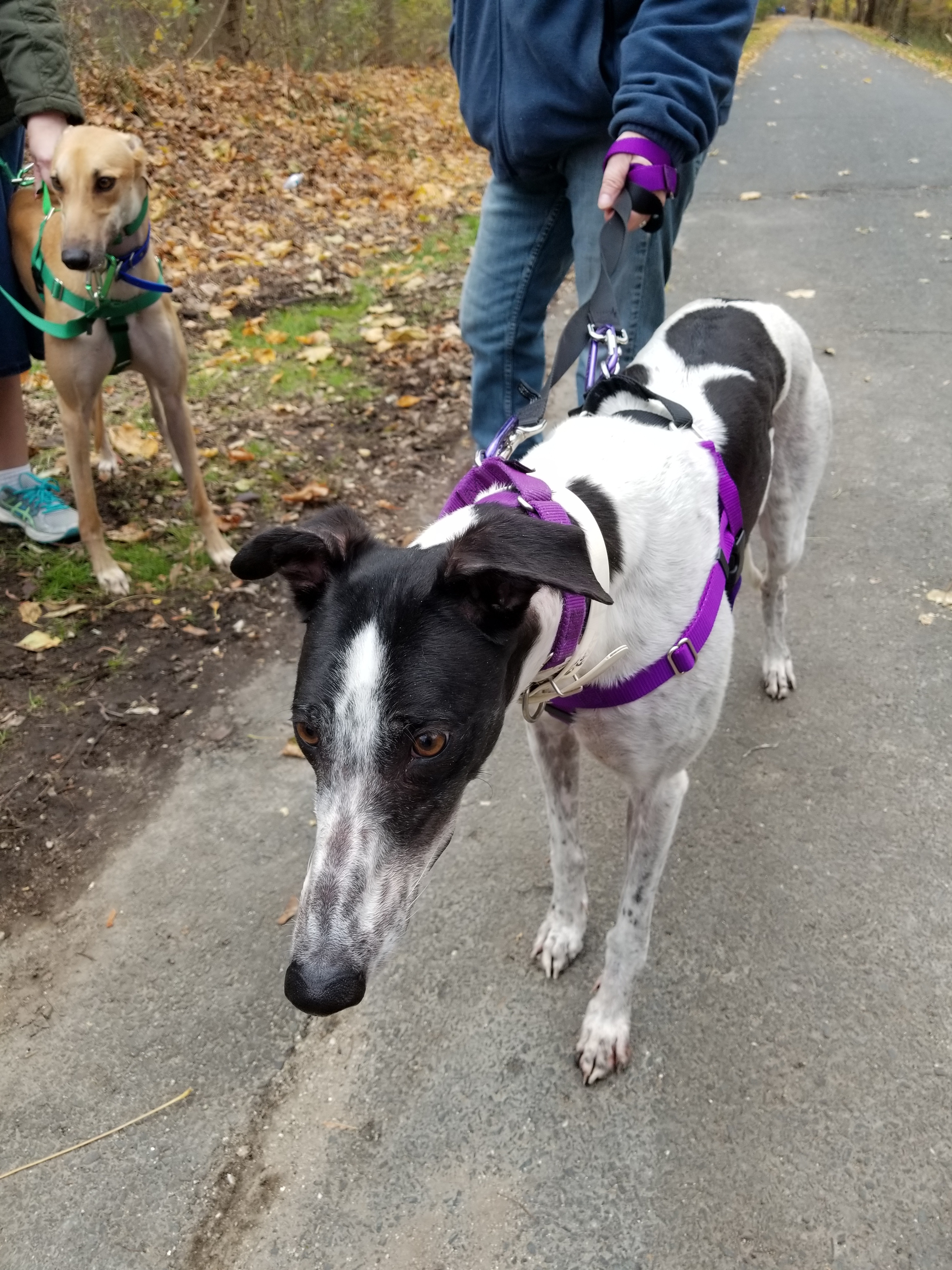 Amanda, an adoptable Greyhound in Amherst, MA, 01002 | Photo Image 2