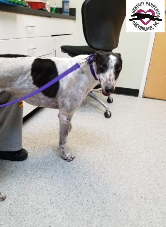 Amanda, an adoptable Greyhound in Amherst, MA, 01002 | Photo Image 3