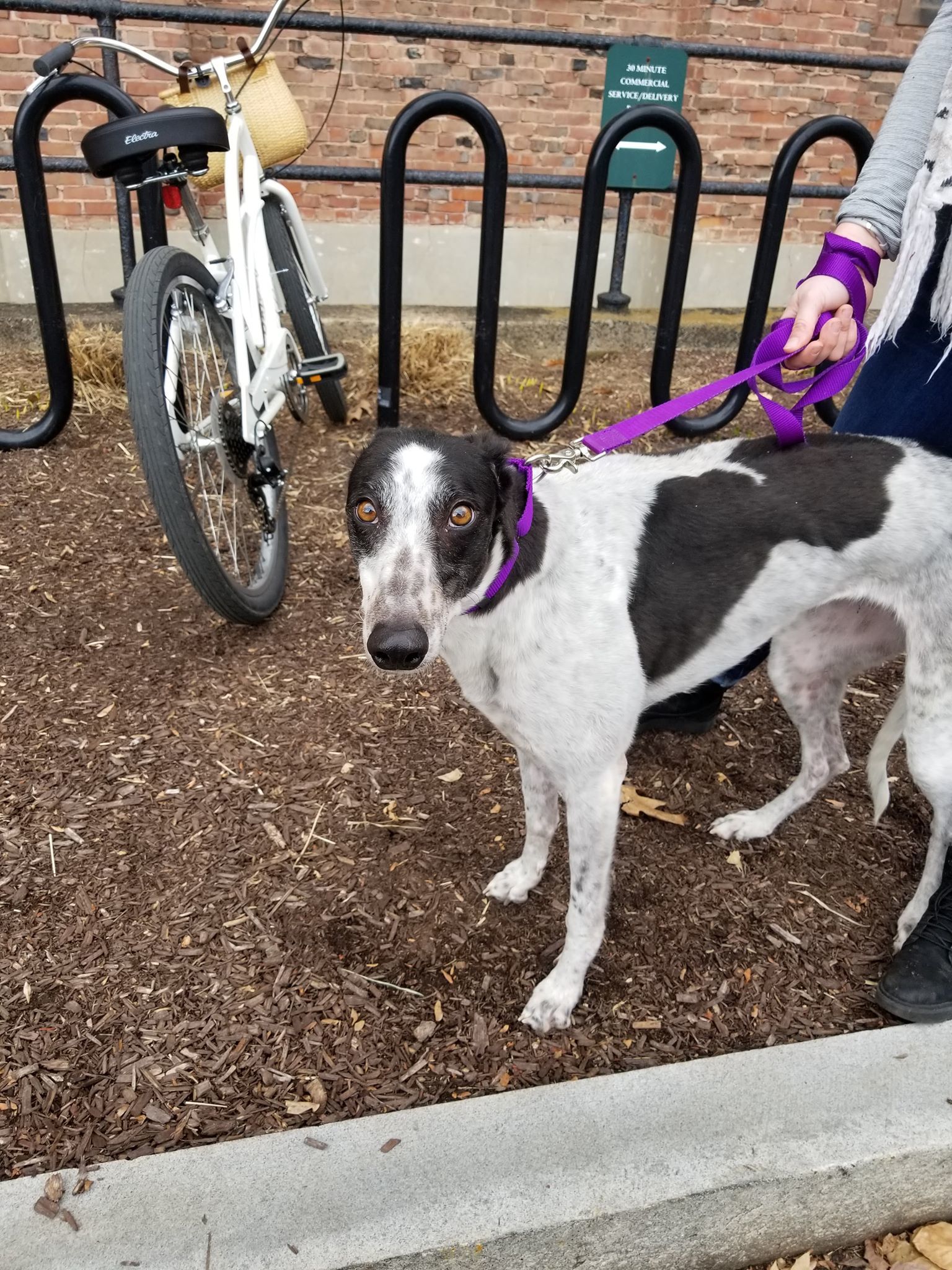 Amanda, an adoptable Greyhound in Amherst, MA, 01002 | Photo Image 4