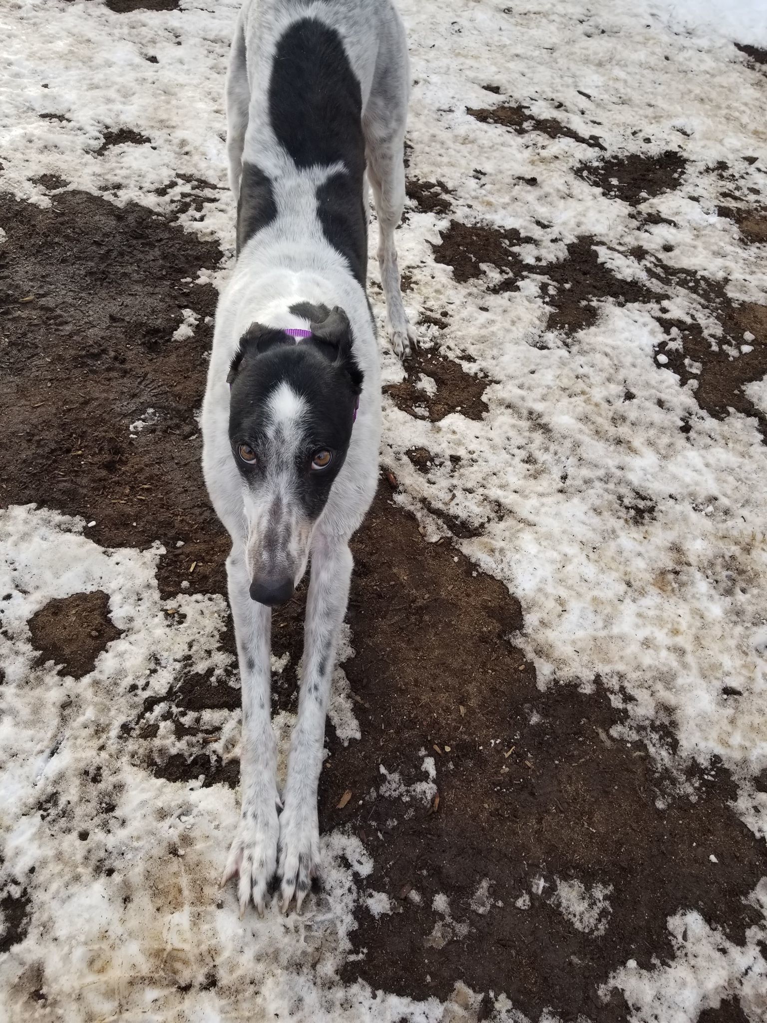 Amanda, an adoptable Greyhound in Amherst, MA, 01002 | Photo Image 5