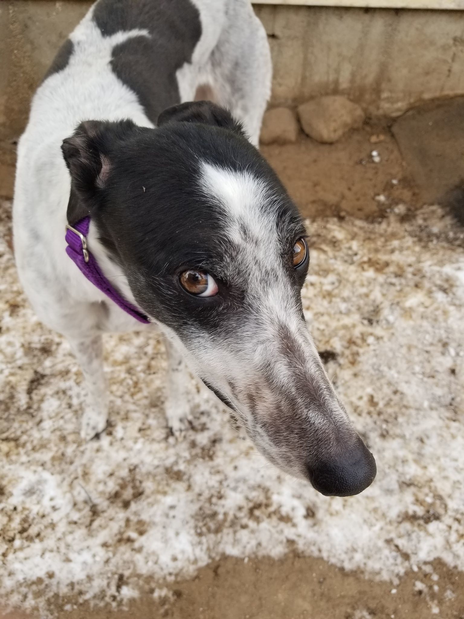 Amanda, an adoptable Greyhound in Amherst, MA, 01002 | Photo Image 6