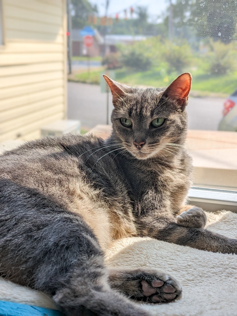 Gracie, an adoptable Domestic Short Hair in Hampton, VA, 23663 | Photo Image 3