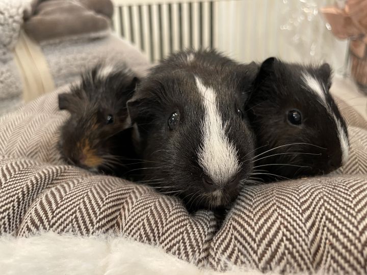 Mamma Piggy and her girls 1