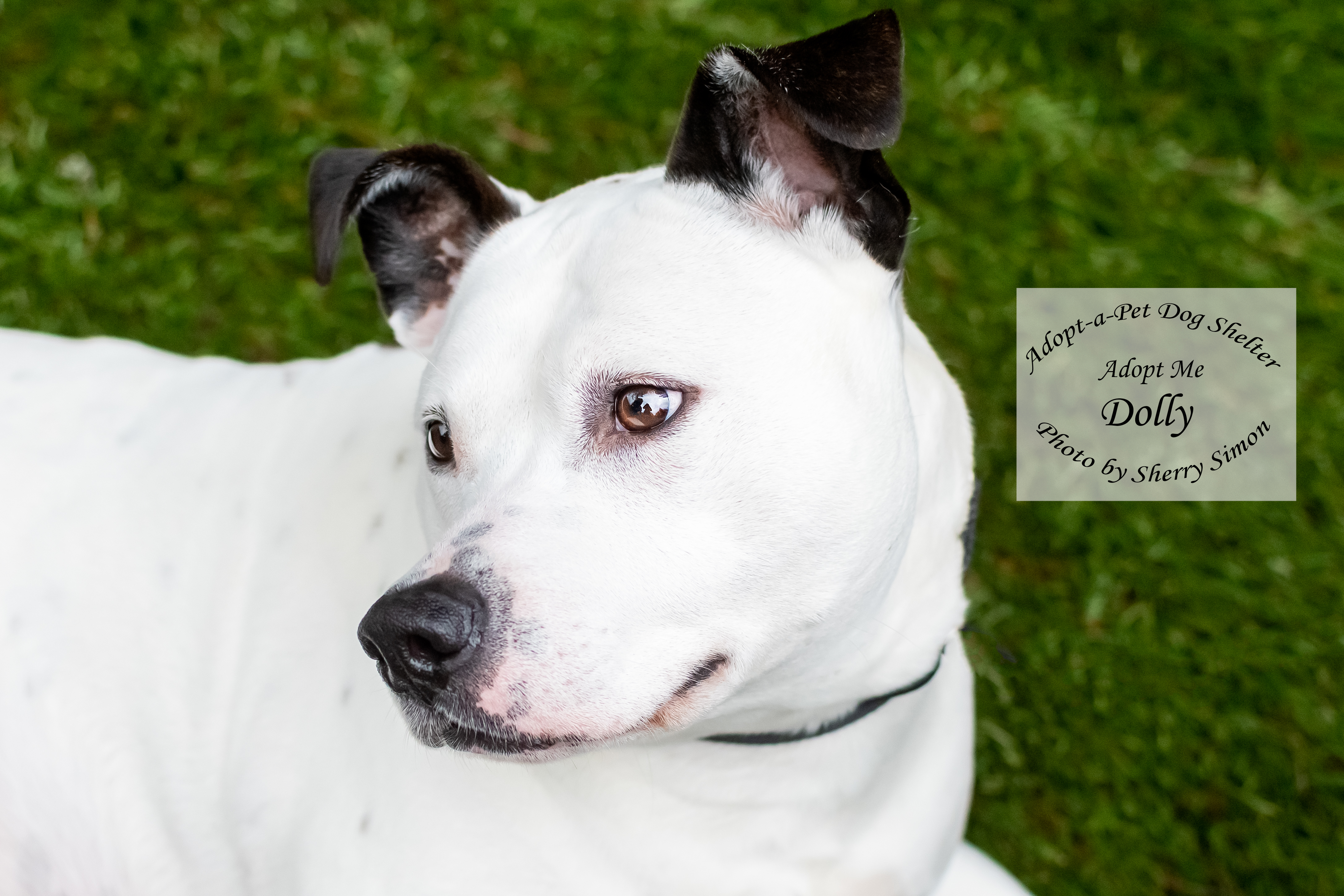 DOLLY PARTON, an adoptable Pit Bull Terrier, Dalmatian in Shelton, WA, 98584 | Photo Image 2