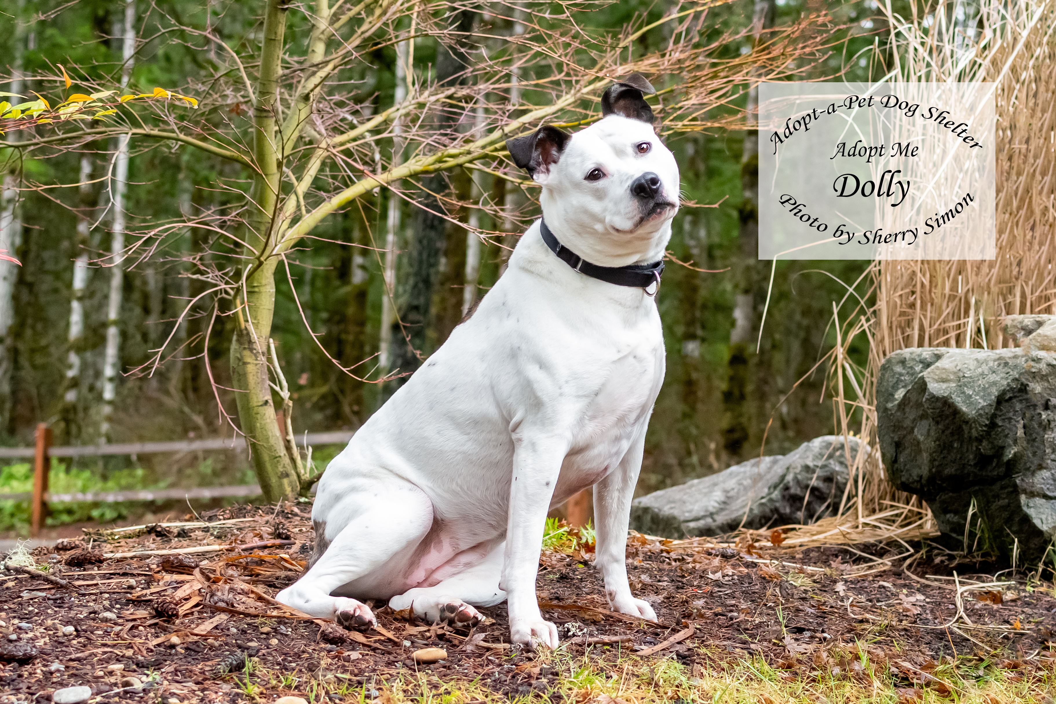 DOLLY PARTON, an adoptable Pit Bull Terrier, Dalmatian in Shelton, WA, 98584 | Photo Image 3