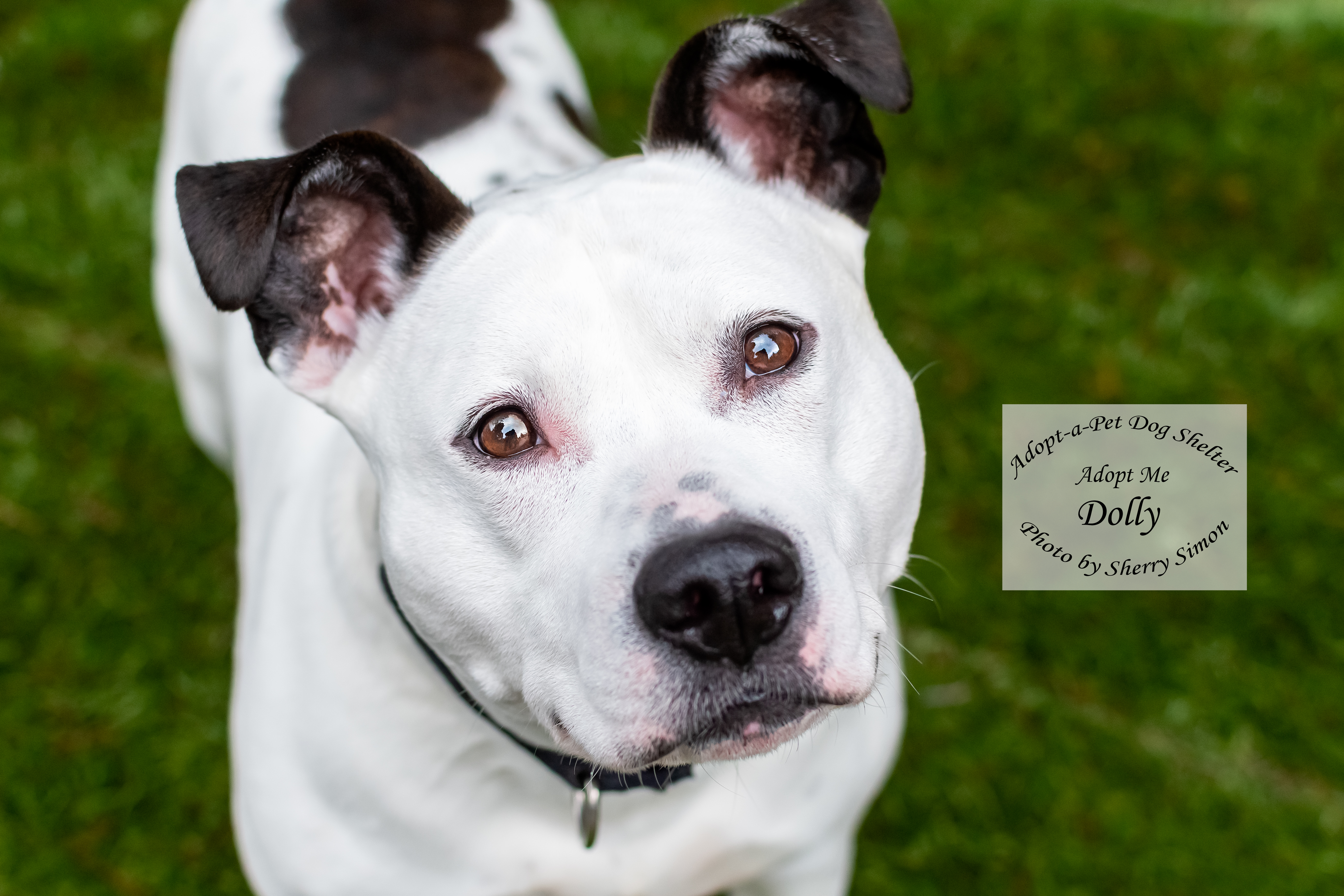 DOLLY PARTON, an adoptable Pit Bull Terrier, Dalmatian in Shelton, WA, 98584 | Photo Image 4