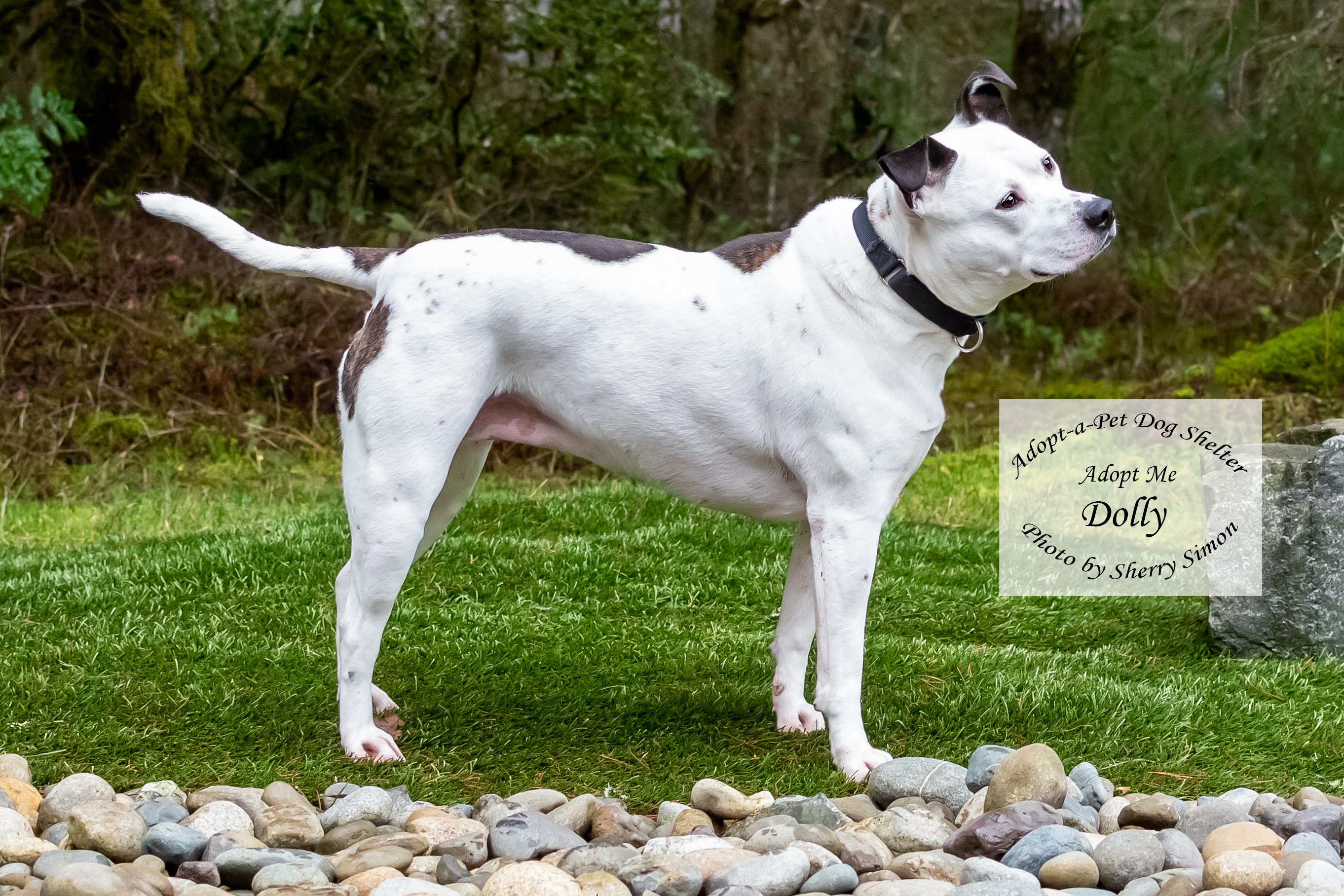 DOLLY PARTON, an adoptable Pit Bull Terrier, Dalmatian in Shelton, WA, 98584 | Photo Image 5