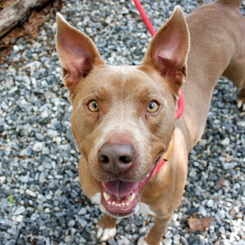 Hazel, an adoptable American Staffordshire Terrier in Dawsonville, GA, 30534 | Photo Image 1