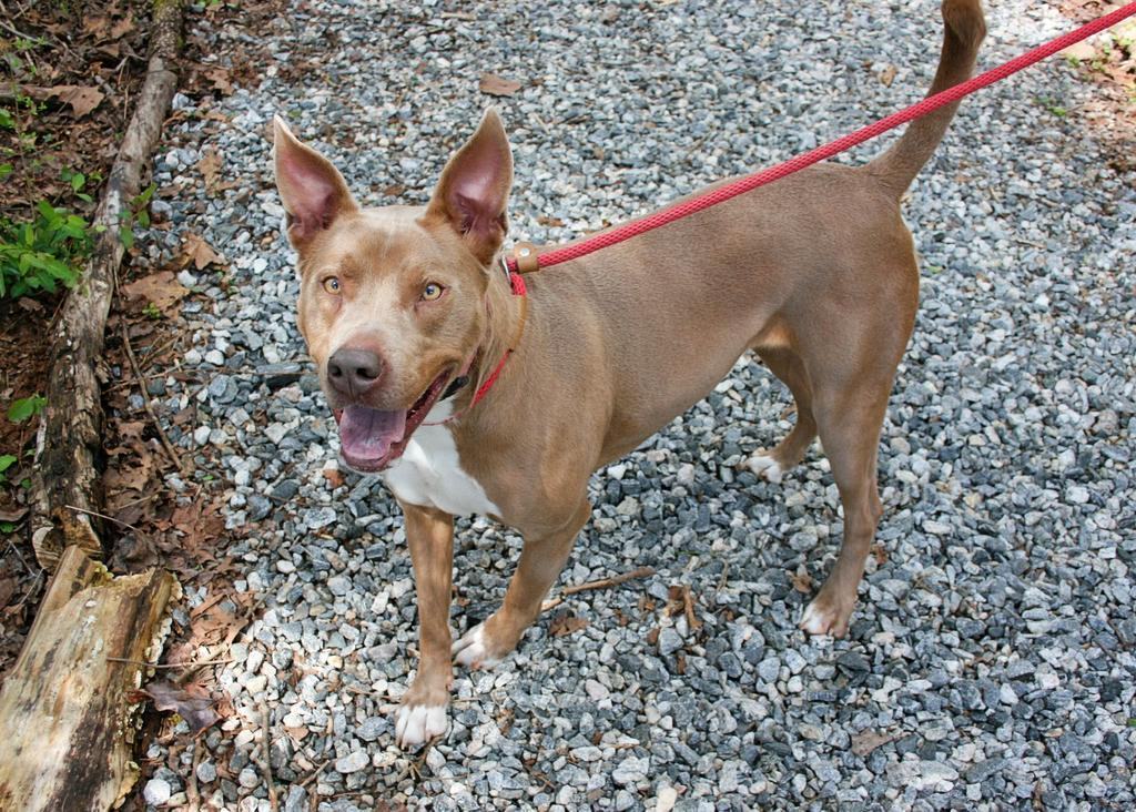 Hazel, an adoptable American Staffordshire Terrier in Dawsonville, GA, 30534 | Photo Image 2