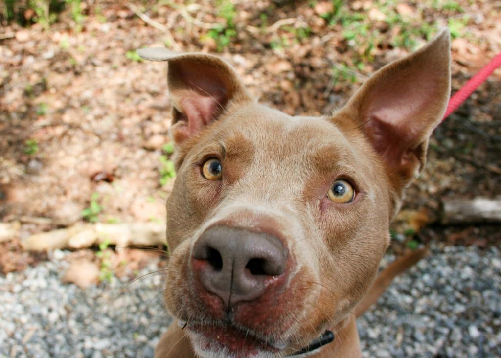 Hazel, an adoptable American Staffordshire Terrier in Dawsonville, GA, 30534 | Photo Image 3