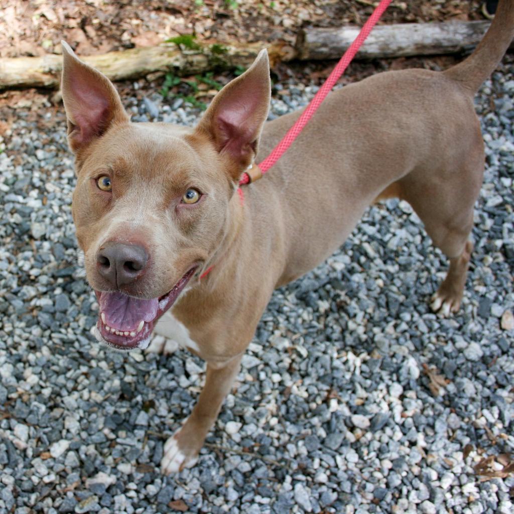 Hazel, an adoptable American Staffordshire Terrier in Dawsonville, GA, 30534 | Photo Image 4