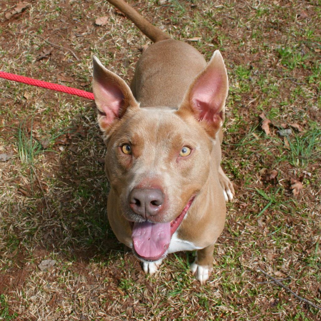 Hazel, an adoptable American Staffordshire Terrier in Dawsonville, GA, 30534 | Photo Image 5