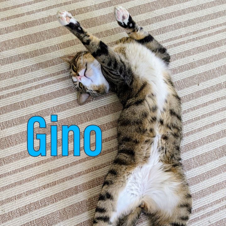 Gino the Gentleman 5