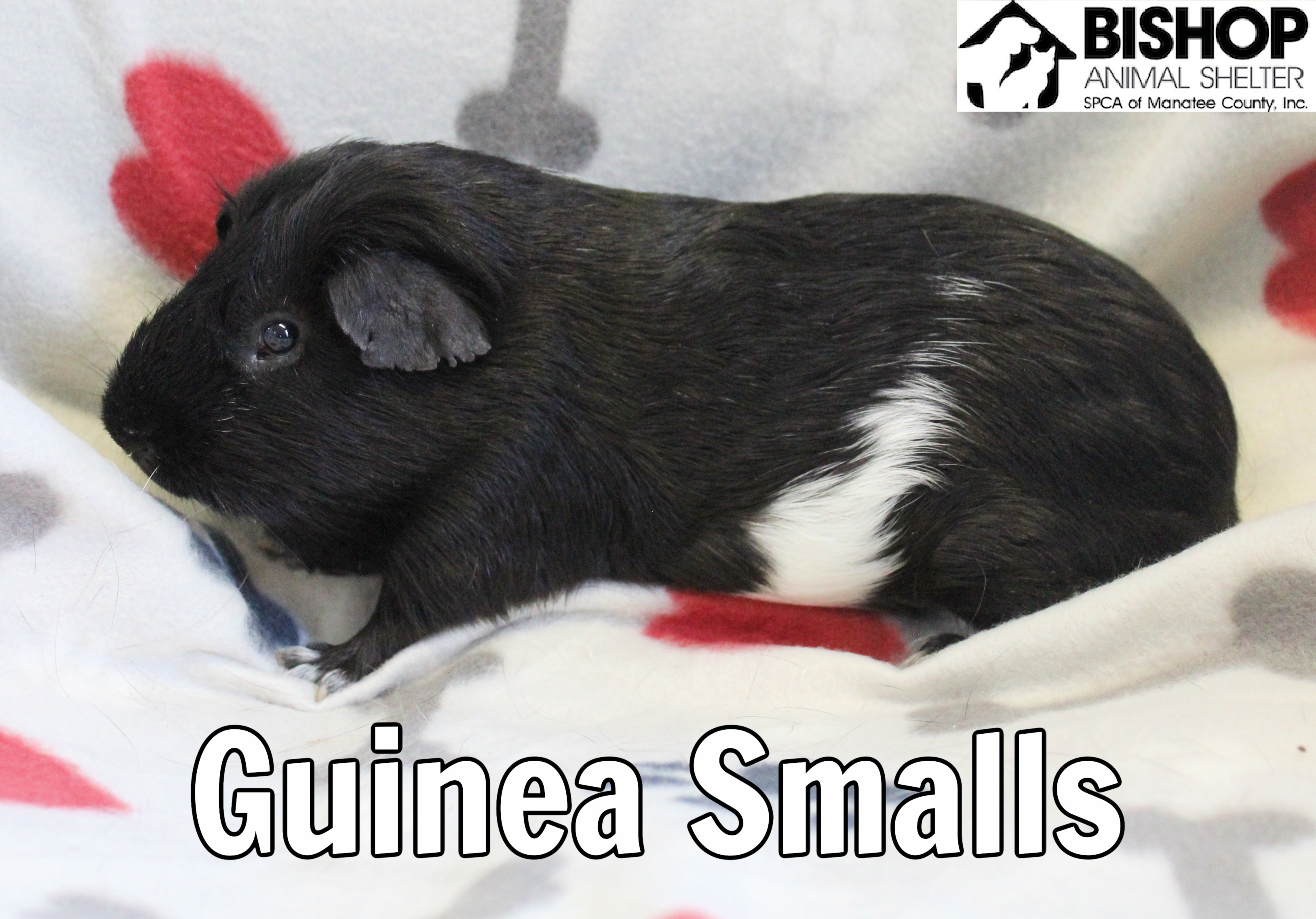 Spca guinea hot sale pig adoption